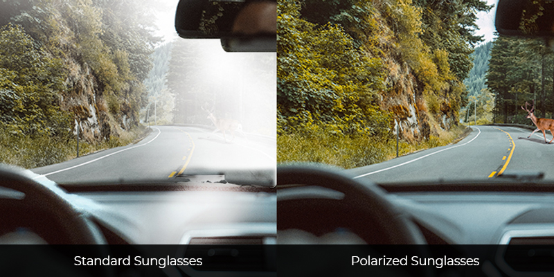 Standard Sunglasses vs Polarized Sunglasses